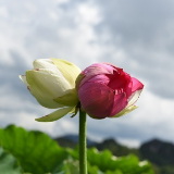 惊艳！“好运莲莲”双色并蒂莲现身云南普者黑