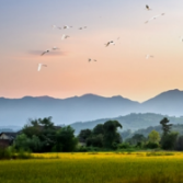 快讯丨湖南发布《湖南省生物多样性白皮书》