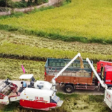 湖南：水稻机收减损技术确保颗粒归仓