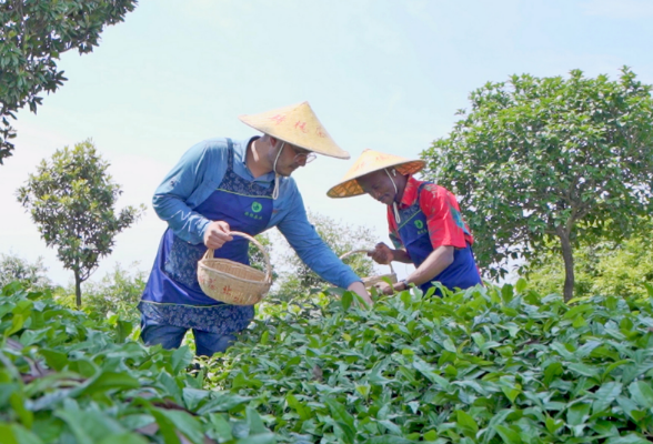 Tea farmers in one day丨Global Views on Hunan ④