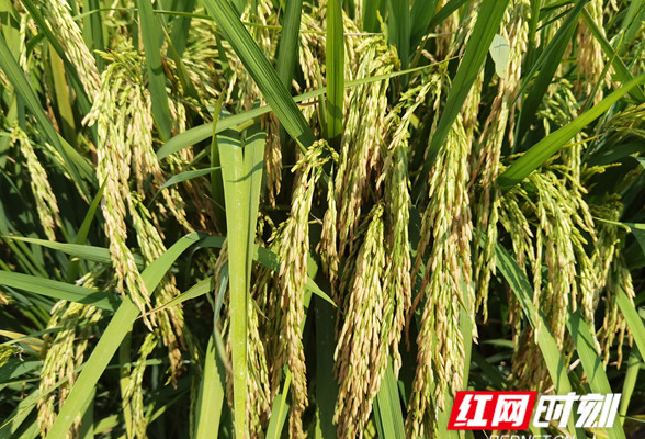 长沙晚稻生产进入关键期 农业专家建议采取这些措施抗旱保丰收