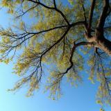 曹文辉：以“栽树思维”观照正确政绩观