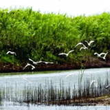守护好一江碧水 筑牢莽山生态屏障——学习洞庭湖下塞湖矮围拆除案例的心得体会