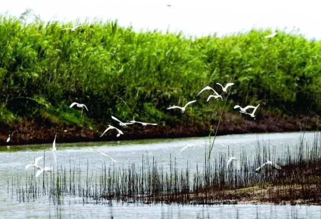 守护好一江碧水 筑牢莽山生态屏障——学习洞庭湖下塞湖矮围拆除案例的心得体会