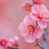 红麓新韵 | 四十再写桃花诗并赠党校诸君