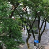 德政楼前的枫杨树