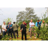 滁口镇：现场交流柑橘黄龙病防治经验