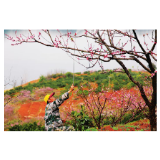 【郴州日报3版】保花保果正当时
