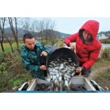 【农民日报6版】打通销售渠道　加快生产步伐——湖南资兴市疫情防控、渔业生产两不误