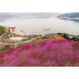 【郴州日报5版】人面桃花相映红 东江湖畔踏春来