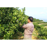 【人民网】资兴市:农民合作社 复工生产忙