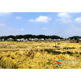 湘乡：收割机烘干机齐上阵 确保颗粒归仓
