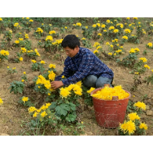 韶山市韶阳村:荒地变花海 乡村更美丽