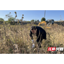 红视频·看湘潭丨湘潭市农业农村局开展“加拿大一枝黄花”清剿行动