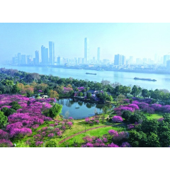 又到春花烂漫时 长沙赏花地图请收好