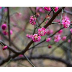 组图丨湖南科技大学：春潮烂漫花儿艳