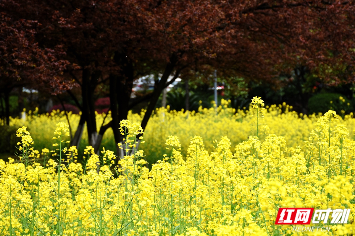 金灿灿的油菜花，就是这个季节的独特的风景。.jpg