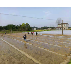 湘潭县谭家山镇:村干部当上了“种粮大户”(图)