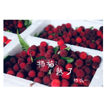 湘潭县的杨梅熟了，约吗？（图）