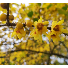 湘潭：蜡梅花儿开，芳香雨湖迎客来（组图）