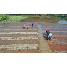 湘潭县陆续开展水稻集中育秧 计划播种早稻42.2万亩