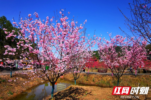 组图丨湘潭昭山七星村的樱花盛开