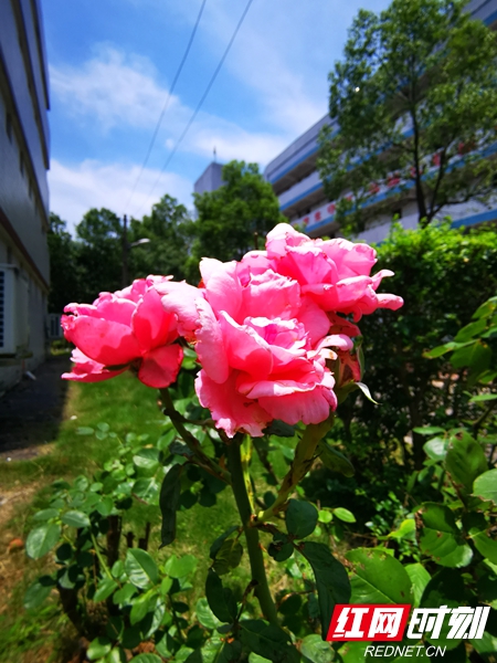 学生宿舍楼间夏花灿烂。.jpg