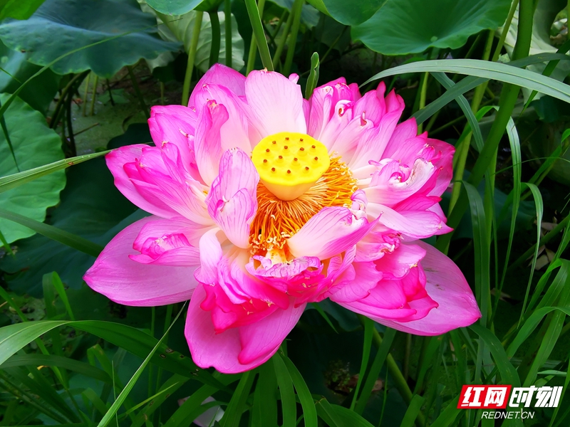 盛开的莲花热情似火。.jpg