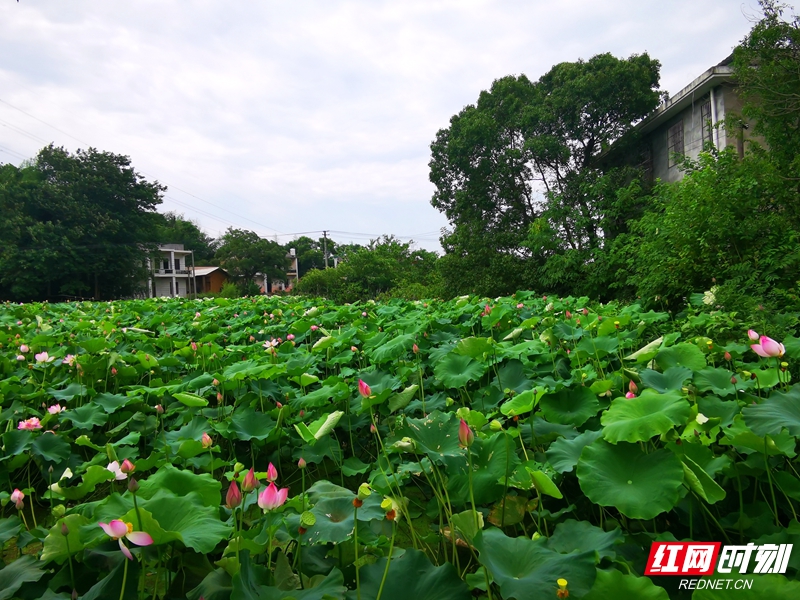 农家屋后满鼻香馨。.jpg