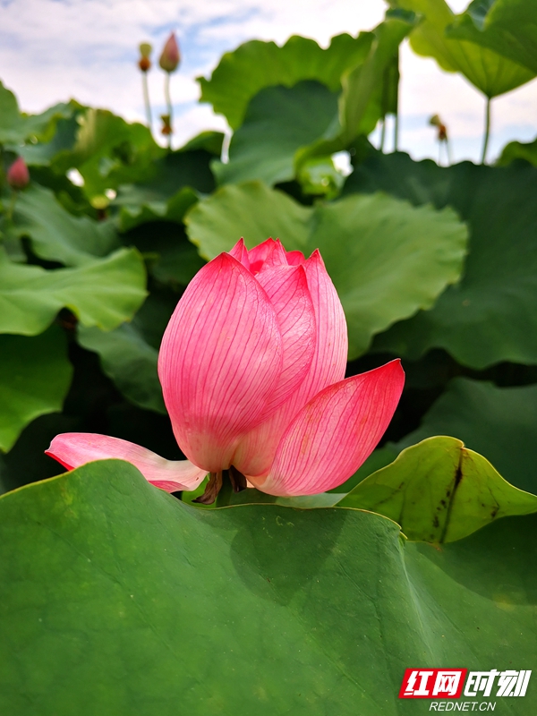 清水出芙蓉，天然去雕饰。.jpg