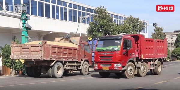 红视频·新闻播报丨稻谷颗粒归仓 湘潭市早稻收购忙