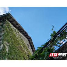 组图丨岳塘区长征新村：满墙爬山虎  清凉“绿房子”