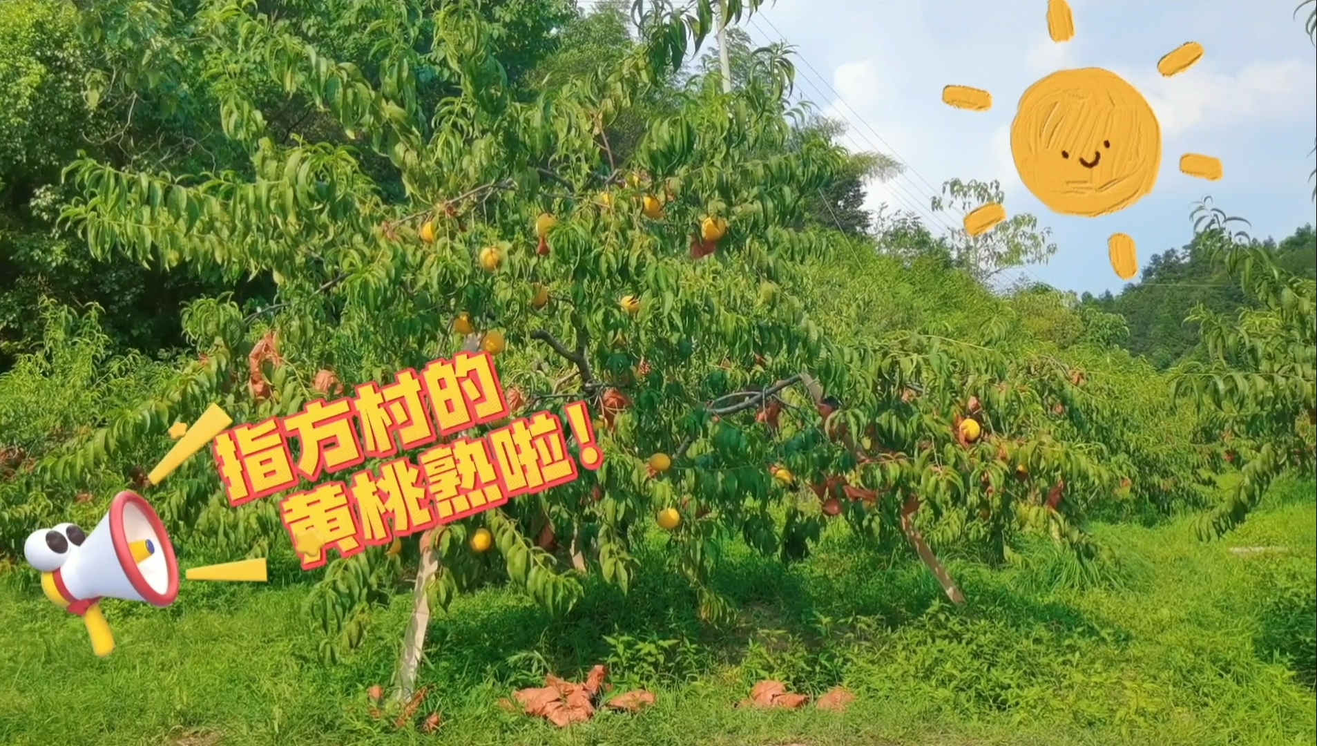 视频｜岳塘区：指方黄桃挂满枝 甜蜜产业结出“致富果”