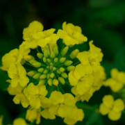 组图丨湘潭：三月春风暖 油菜花开醉乡间