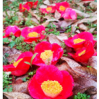 组图丨湘潭技师学院茶花盛开 春意盎然