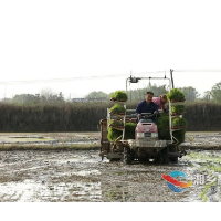 首批秧苗下田 湘乡40万亩早稻陆续开始栽插