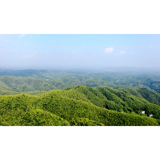 新华社 | 湖南湘潭县：竹海里的增收经