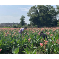 一到夏天 湘潭县锦石乡唐家湖生态湿地就变成了“花的海洋”