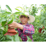 百亩黄桃穿“新衣” 湘潭县锦石乡甜蜜产业结“富果”