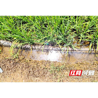 施良策 解民忧 湘潭县白石镇多措并举保灌溉（图）
