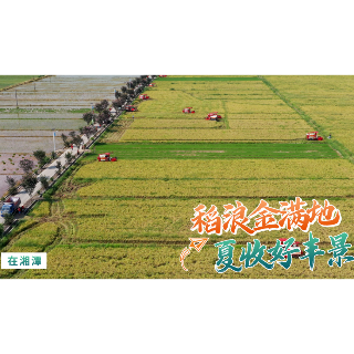 稻浪金满地 夏收好风景 湘潭田间地头一派丰收景象
