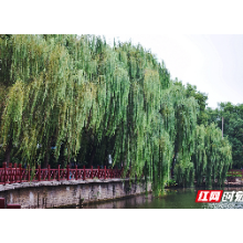 视频丨“双节”假期  来湘潭雨湖穿过烟柳看风景吧