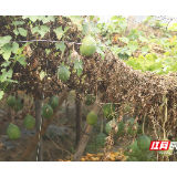 巩固脱贫成果进行时丨湘乡市普安村：产业多点开花 孕育发展“新经济”