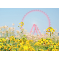 视频丨湘潭：花开万楼 “蜂”拥而来