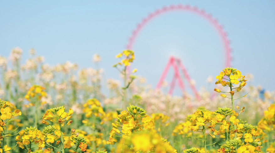 视频丨湘潭：花开万楼 “蜂”拥而来