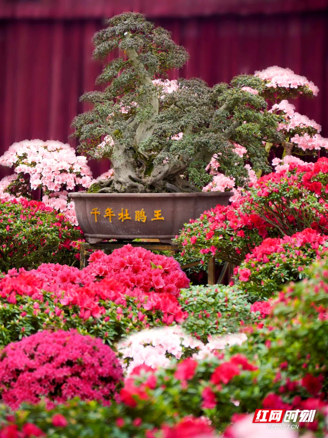 “千年杜鹃王”亮相   湘潭举办第三届杜鹃花文化节