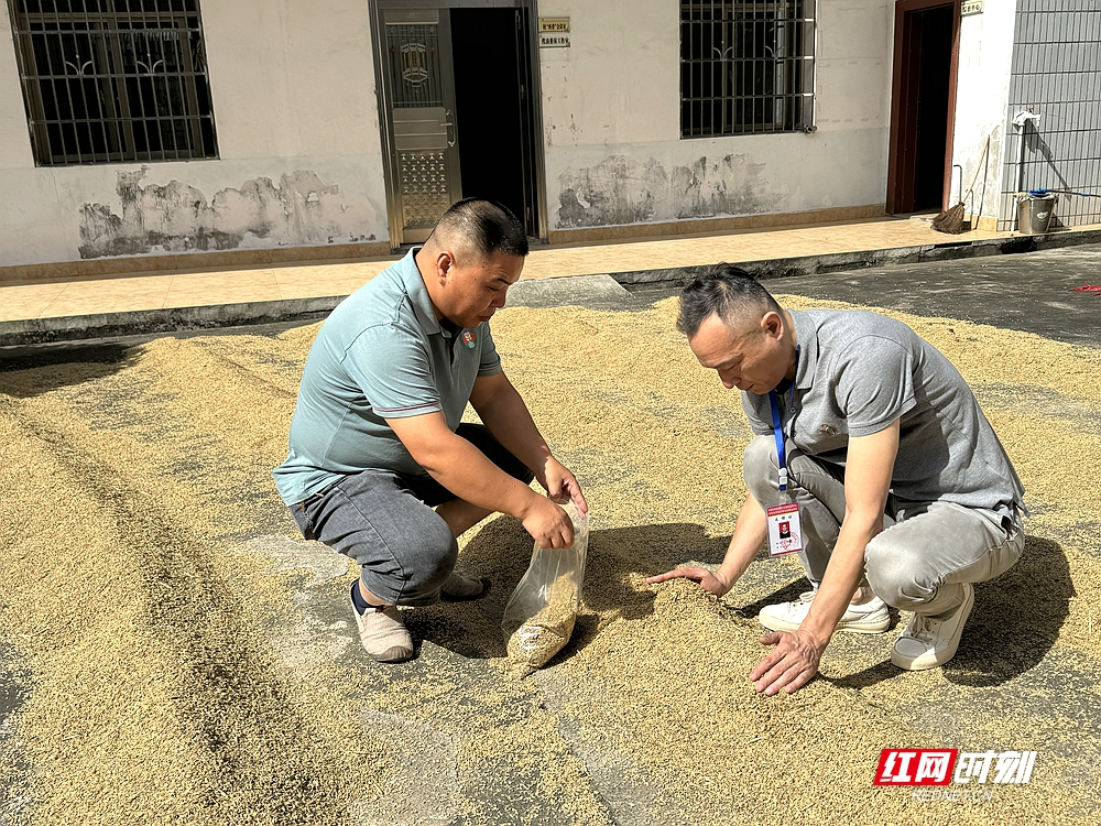 湘潭市完成2024年新收获早籼稻质量安全监测