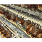 岳塘区七星村：小小无菌蛋“孵”出乡村振兴新赛道