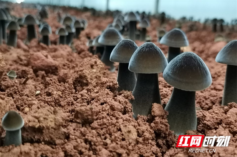 我爱湘潭我的家 | 雨湖区：小小黑鸡枞菌撑起“振兴伞”
