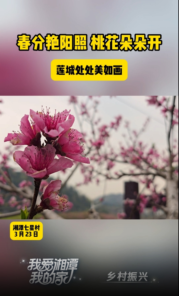 岳塘区七星村：桃花芬芳迎客来